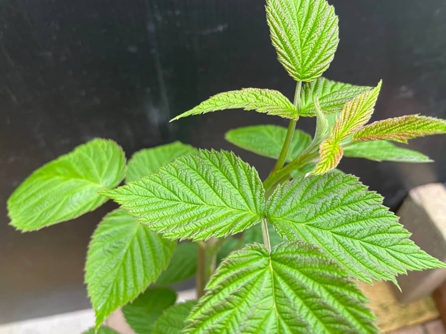 ⭐️木苺5種5鉢セット⭐️ 4200円→3600円木苺苗鉢苗5種類設置